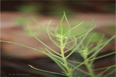 Hybanthus vatsavayae